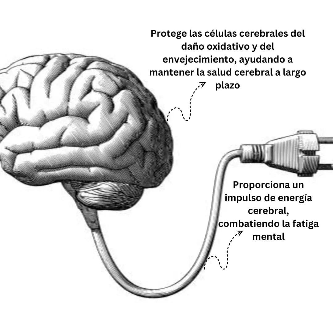 Pramiracetam 600mg - 50 Cápsulas Nootrópicos Perú