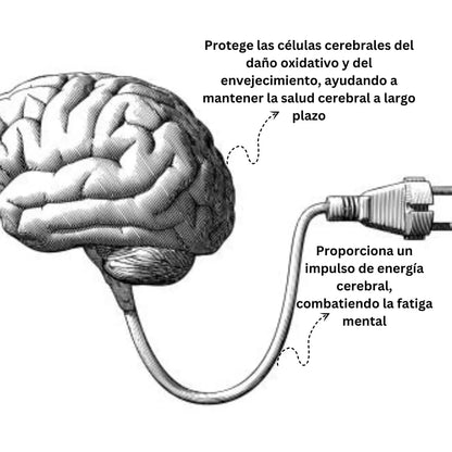 Pramiracetam 600mg - 50 Cápsulas Nootrópicos Perú